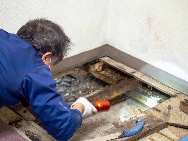 Best Office Mold Removal Services  in Cortland, IL