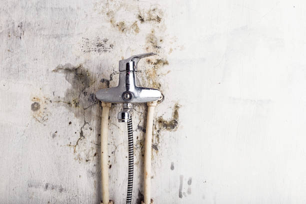Home Mold Removal in Cortland, IL