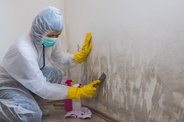 Office Mold Removal Services in Cortland, IL
