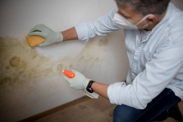 Mold Removal and Inspection in Cortland, IL