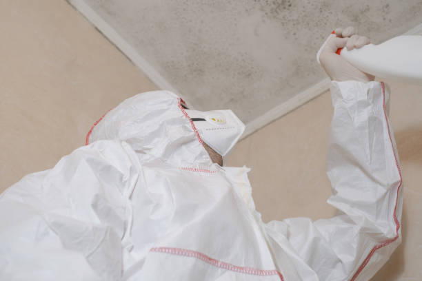 Best Mold Inspection  in Cortland, IL