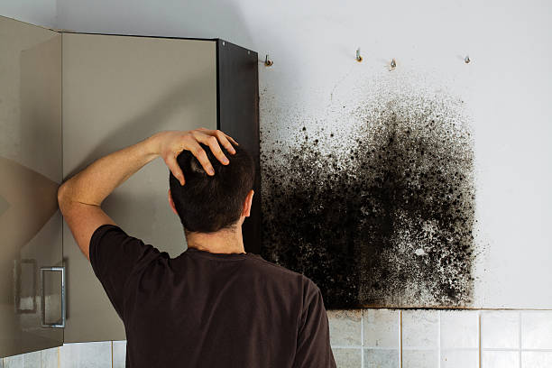 Best Professional Mold Removal  in Cortland, IL