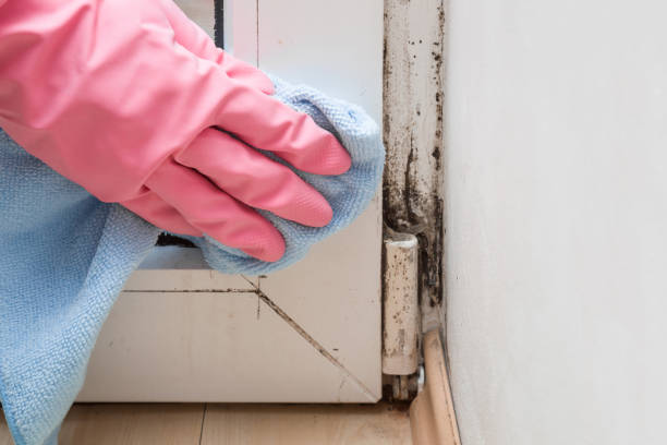 Best Attic Mold Removal  in Cortland, IL
