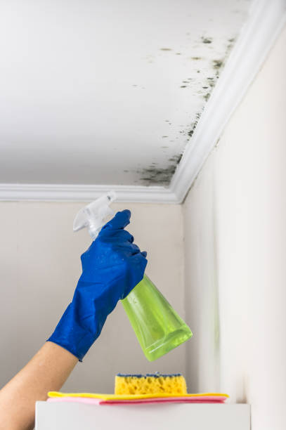 Best Certified Mold Removal  in Cortland, IL